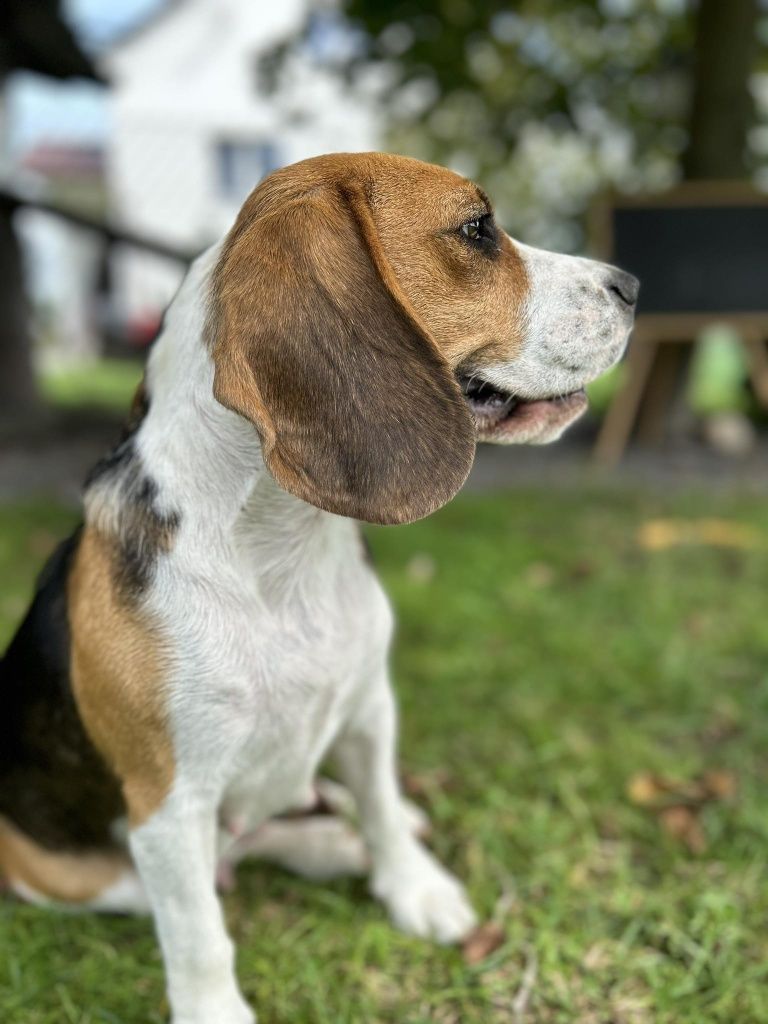 Beagle szczeniak tricolor