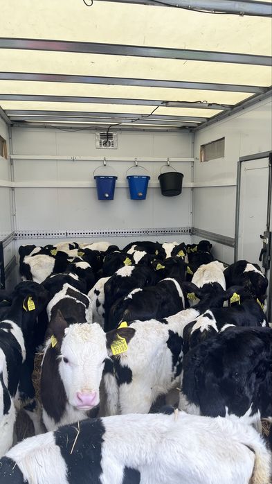 Sprzedam cielaki cieleta