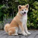 Akita inu akita japońska suczka szczeniak ZKWP gotowa do odbioru