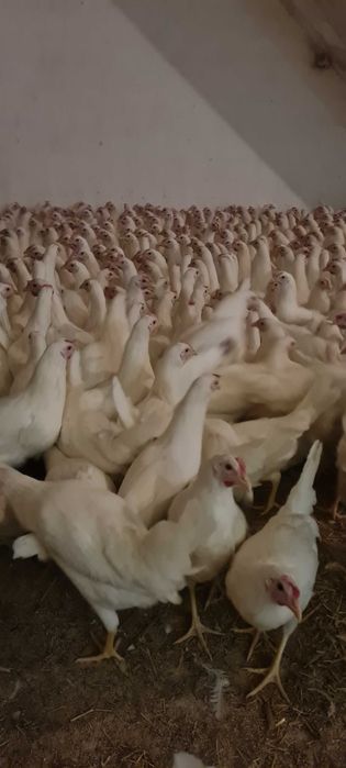 Kury nioski z jajkiem z wolnego wybiegu ! Rossa Dominant Leghorn !