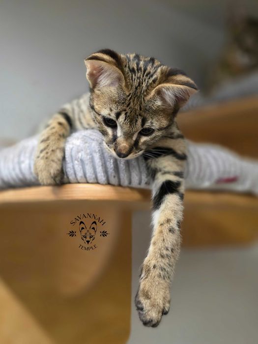 Mavi, Wyjątkowa Savannah. Jedyna F2 w Polsce