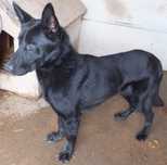 Szarny to czarny pies w typie on do adopcji