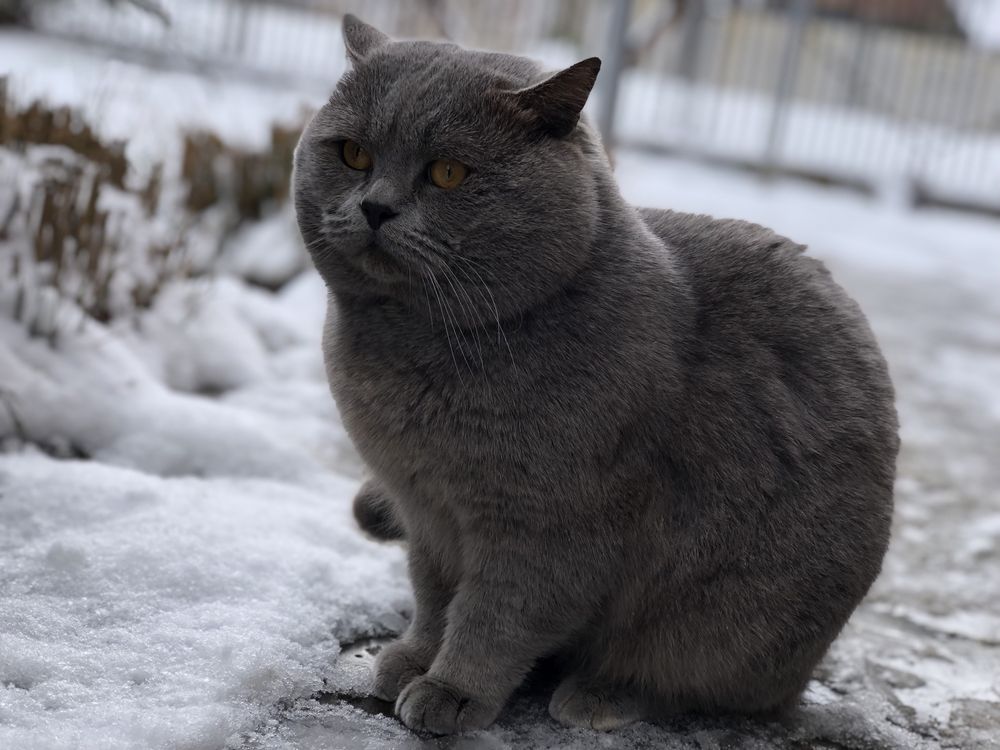 Шотландський прямовухий на в‘язку