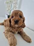 Piesek Cavapoo F1 Cavalier & Pudel