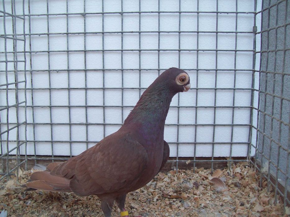 Brodawczak,brodawczaki