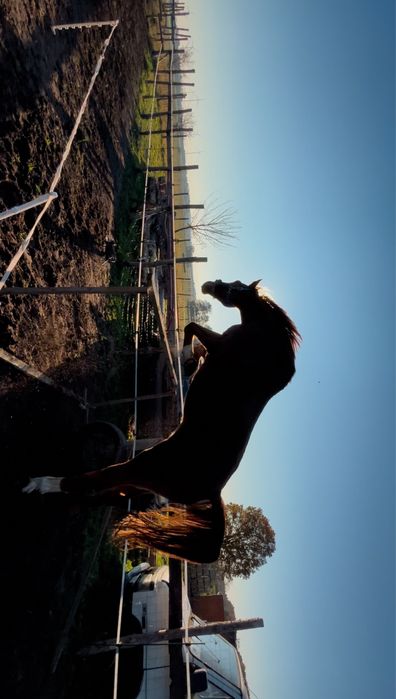 Wysoki 12letni walach sprzedaz