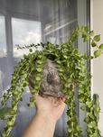 Кашпо раковина ракушка