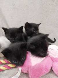 Gatinhos para adopção