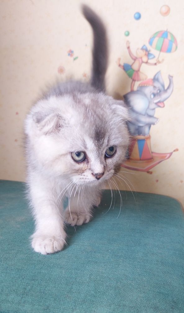 Шотландский вислоухий Мальчик.