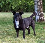 Gucio poleca się do adopcji