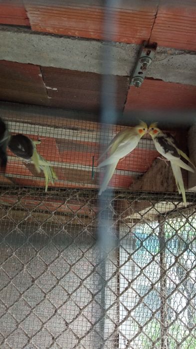 Caturras 2024 e 2025