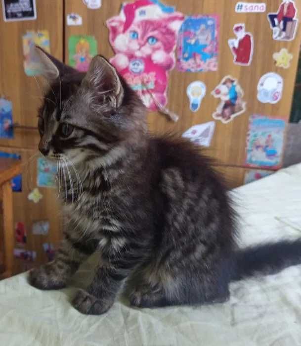 Кошеня темного кольору