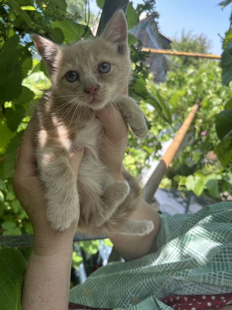 Отдам персикового котика