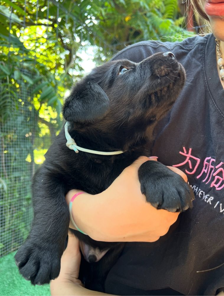 Labrador Retriever szczeniak ZKwP FCI