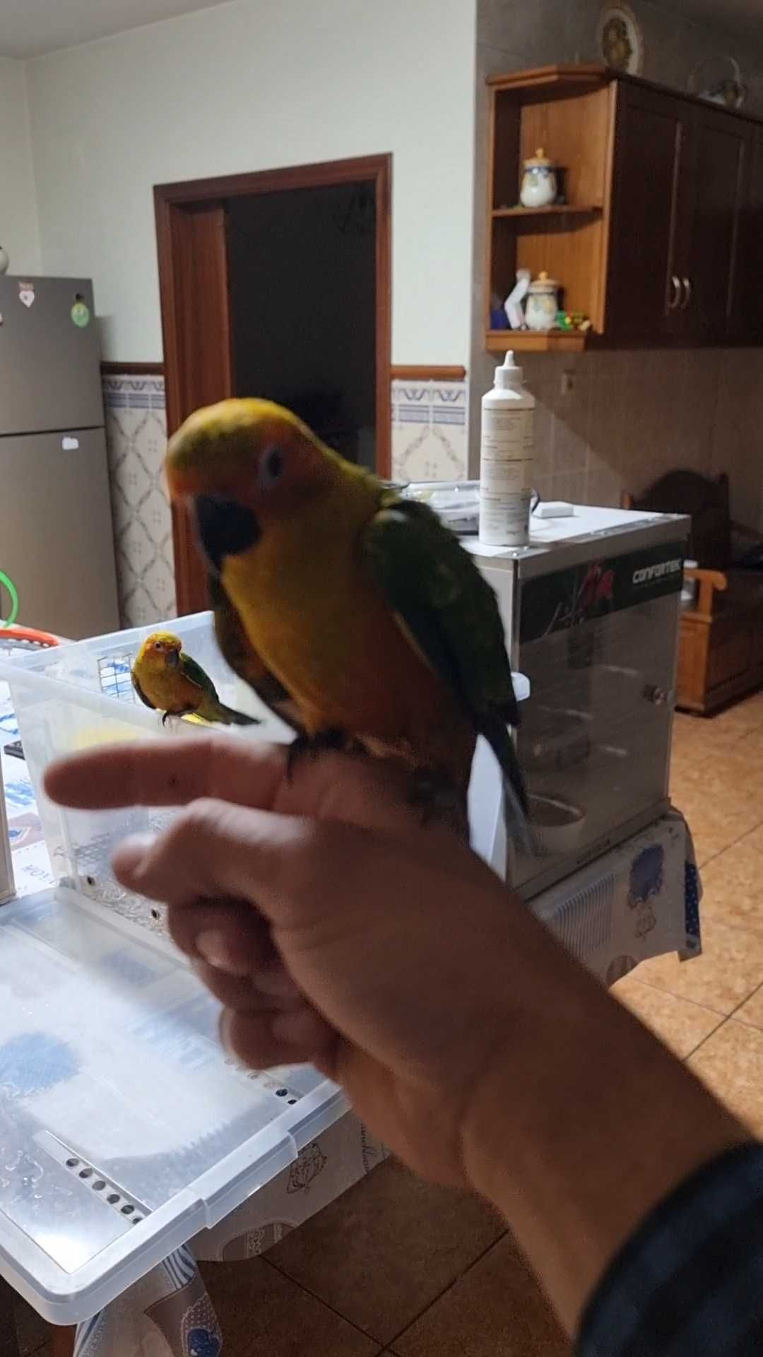 Aratinga sol femea criada a mao
