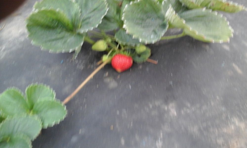 Россада клубіки АЛЬБІОН оригінал