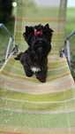 Yorkshire terrier black Picasso