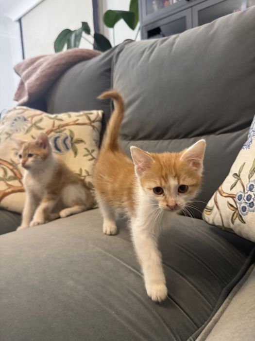 Oddam dwa rudo-białe kotki - Warszawa