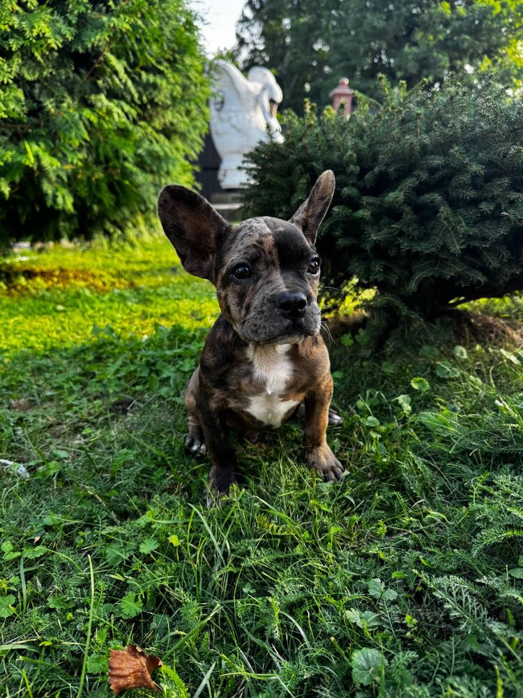 Милі щенята щукають дім!