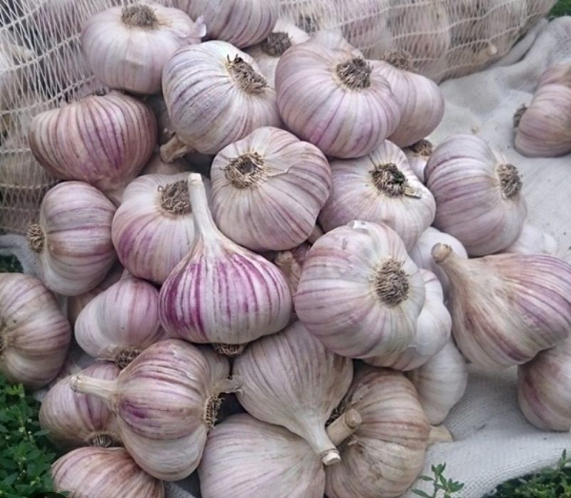 Продам озимий часник смачний і корисний!