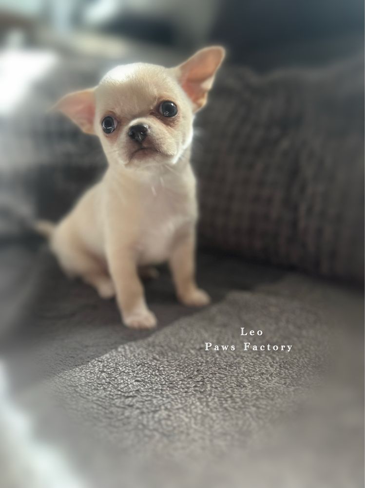 Chihuahua krótkowłosy