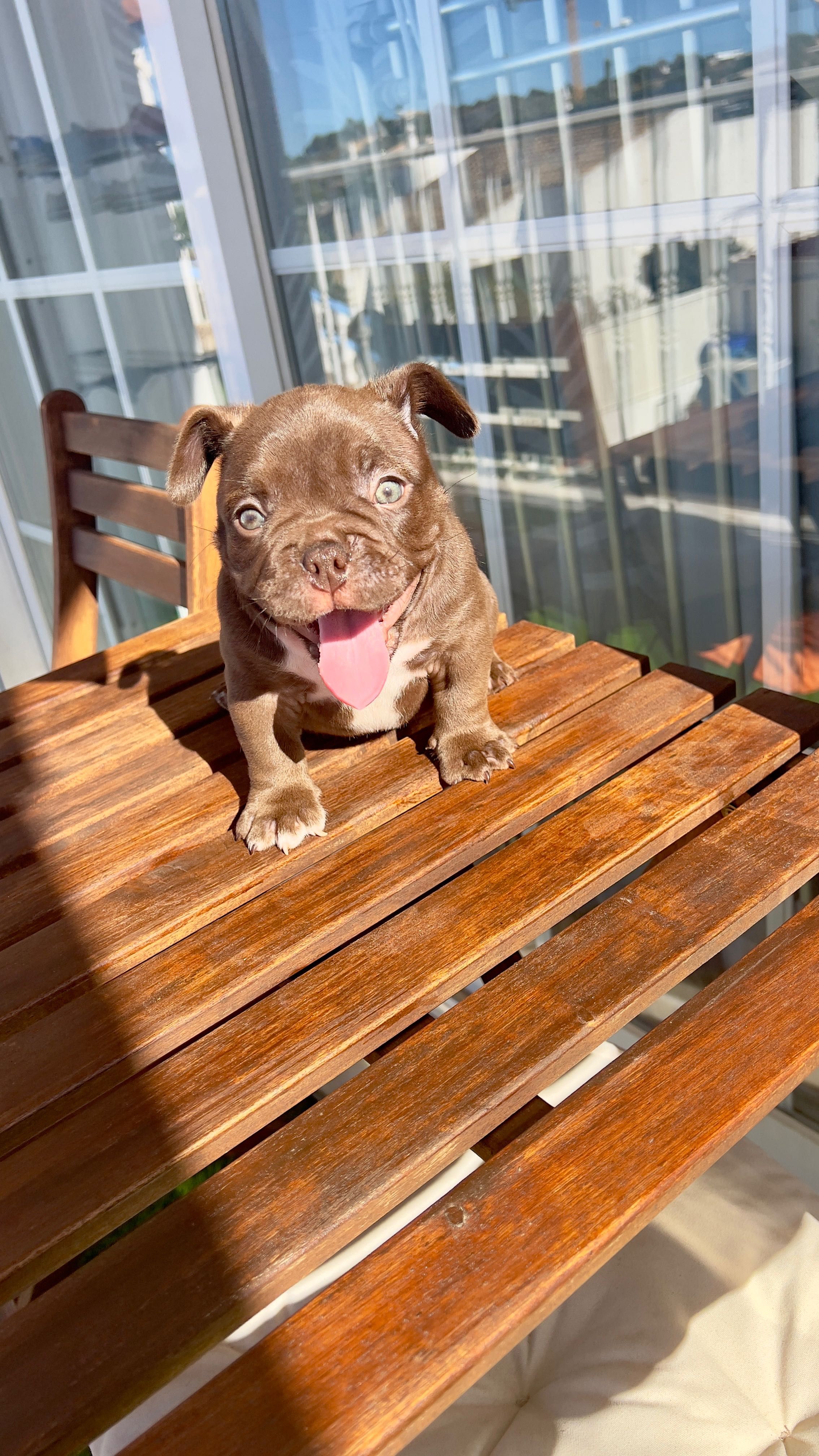 American Bully Micro Chocolate – Linhagem 2xCrow Importada