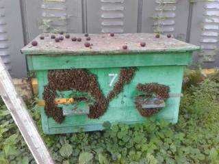 Продам бджолині сім'ї система Дадан