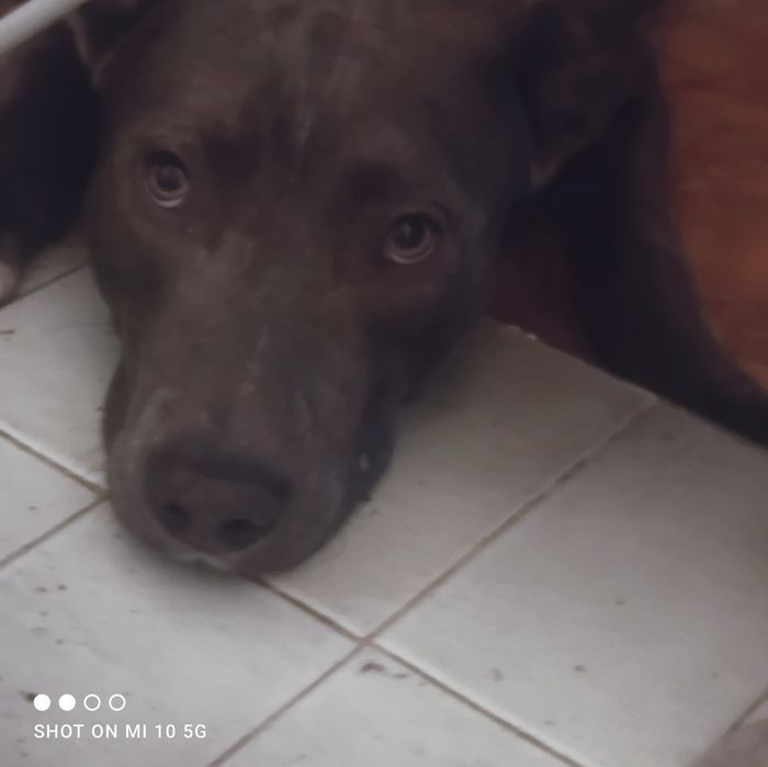 Amstaff urodzony 24.12.2024
