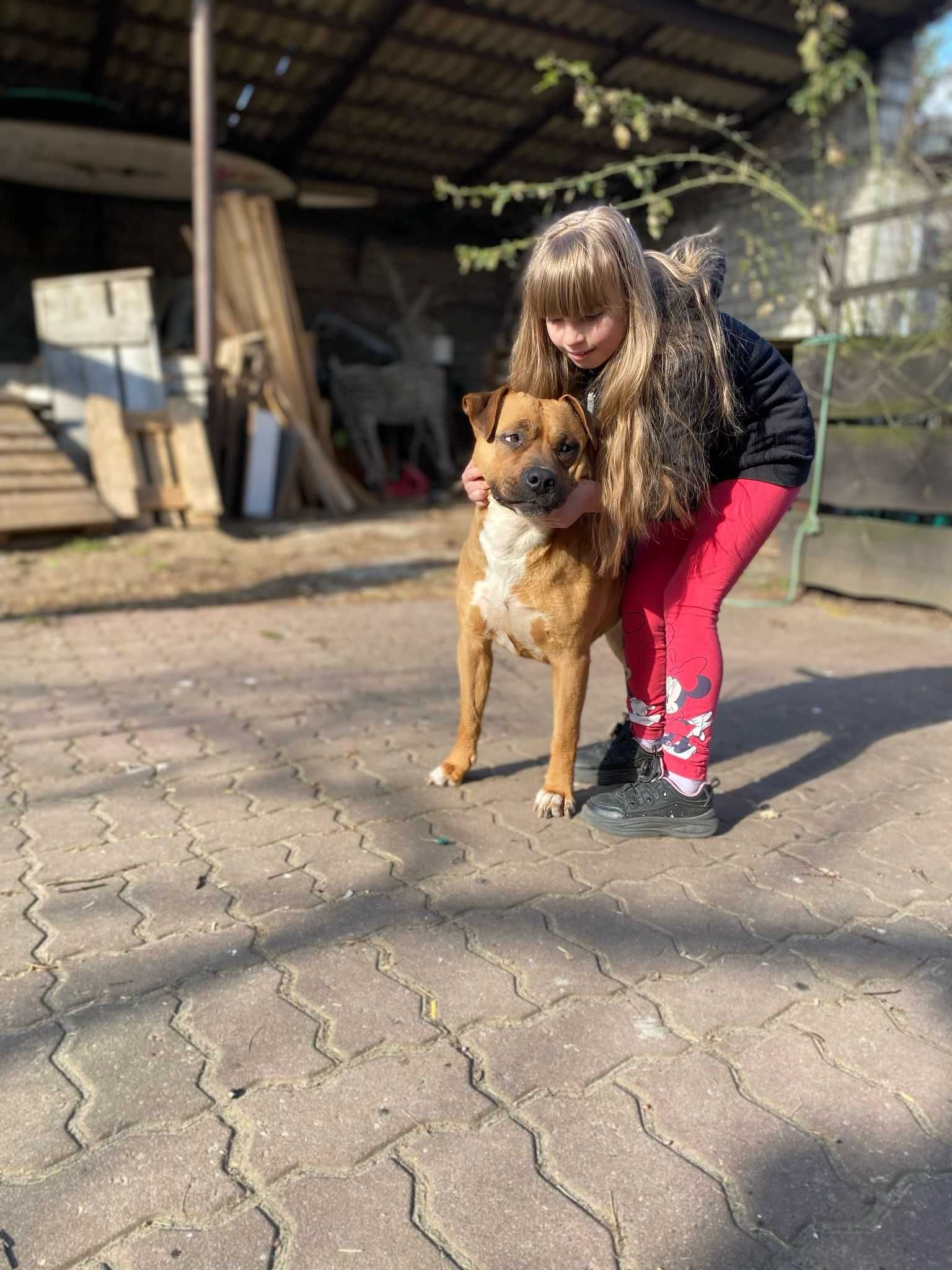 suczka w wieku 3ch lat amstaff