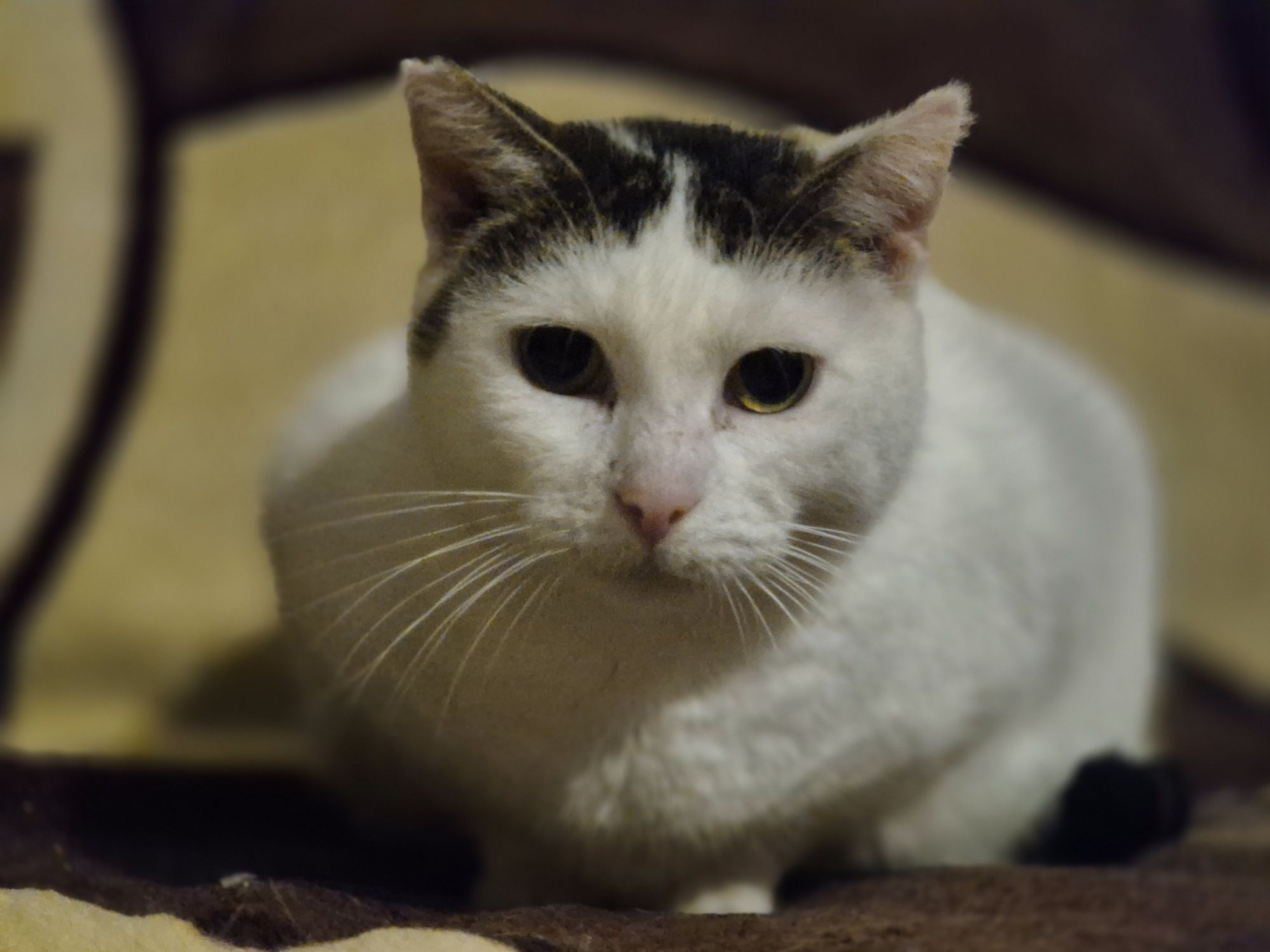 Koteczka Balbinka do pilnej adopcji
