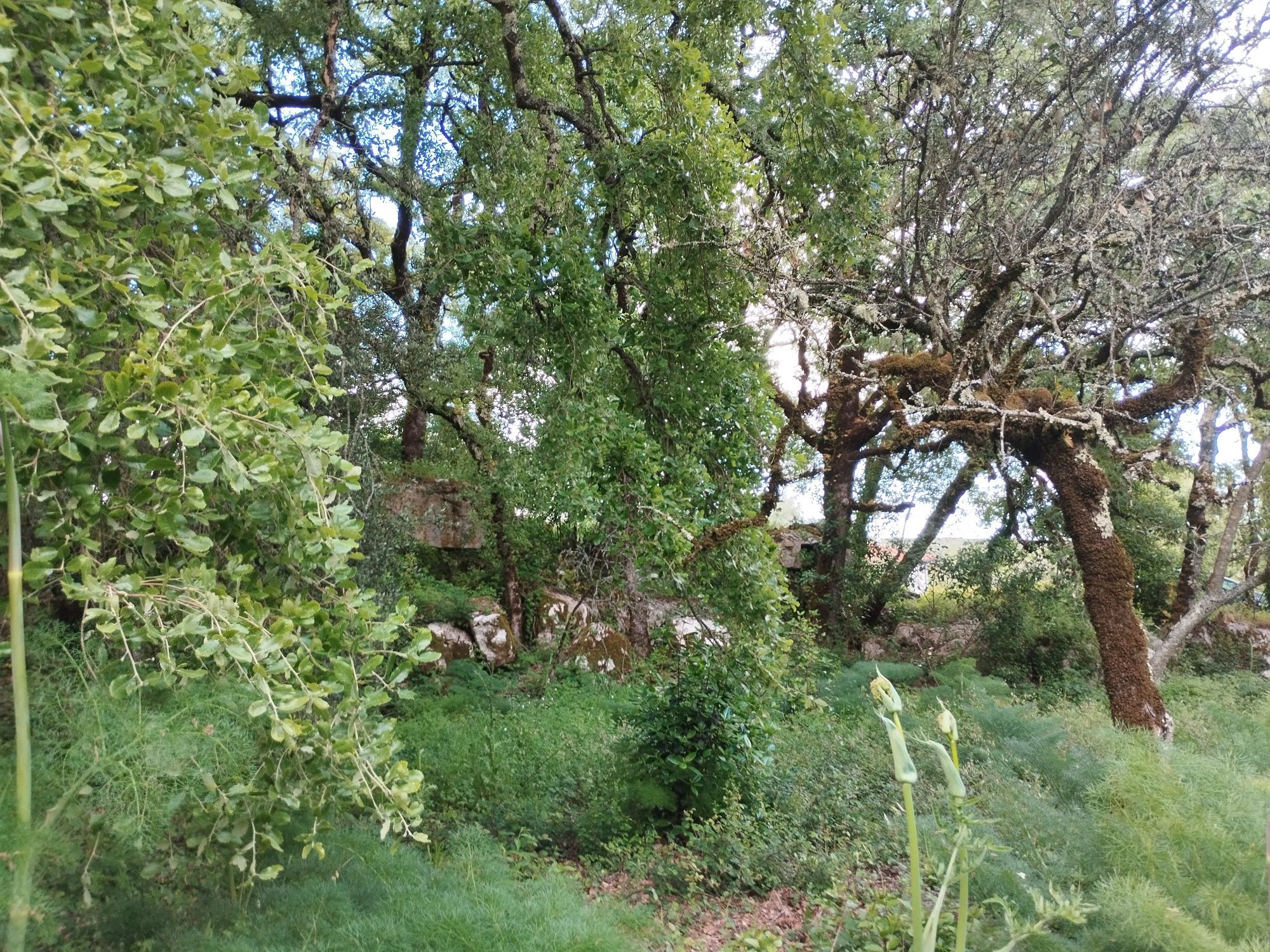 Terreno com carvalhos centenários