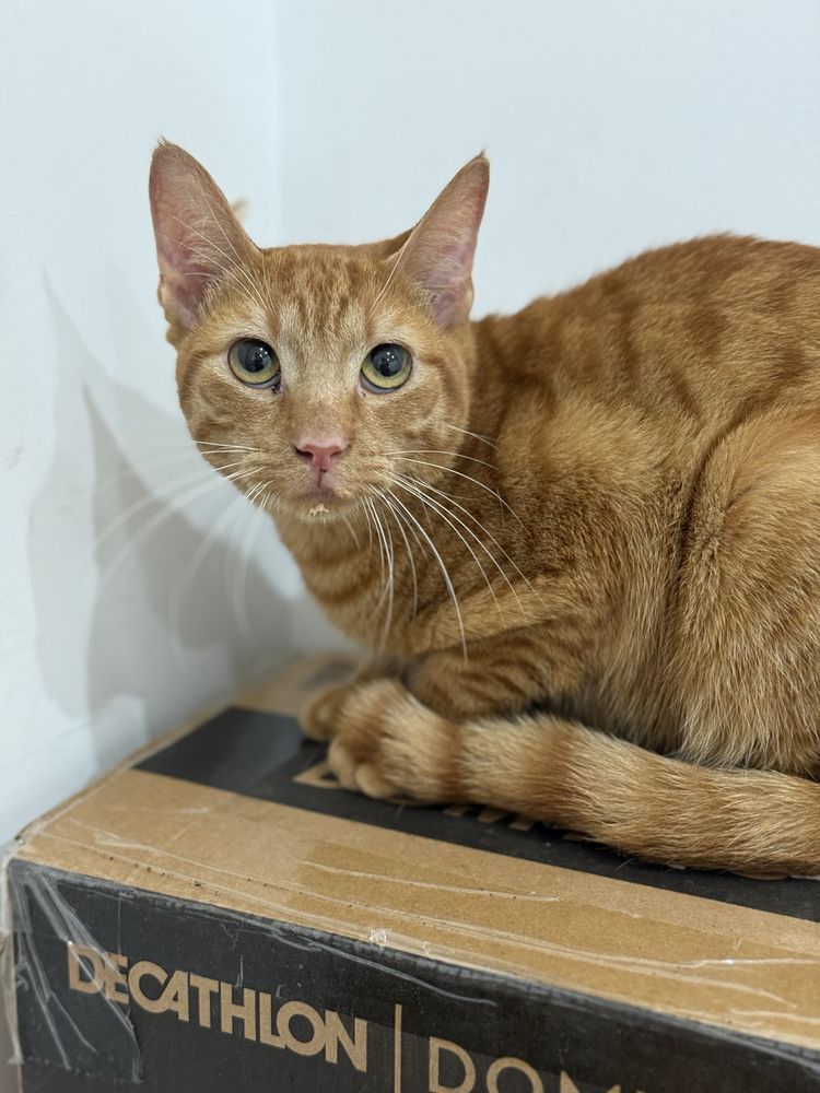 Gato jovem meigo para adoção
