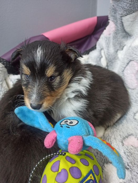 Owczarek Szetlandzki Sheltie piesek trikolor