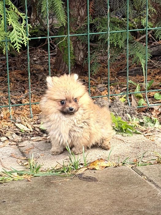 Szpic miniatura szczeniak