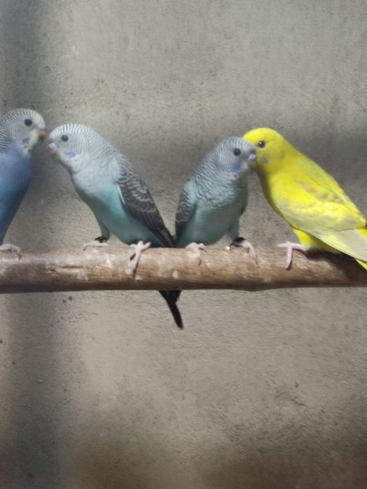 Asas negras opalinos verdes azuis clássicos