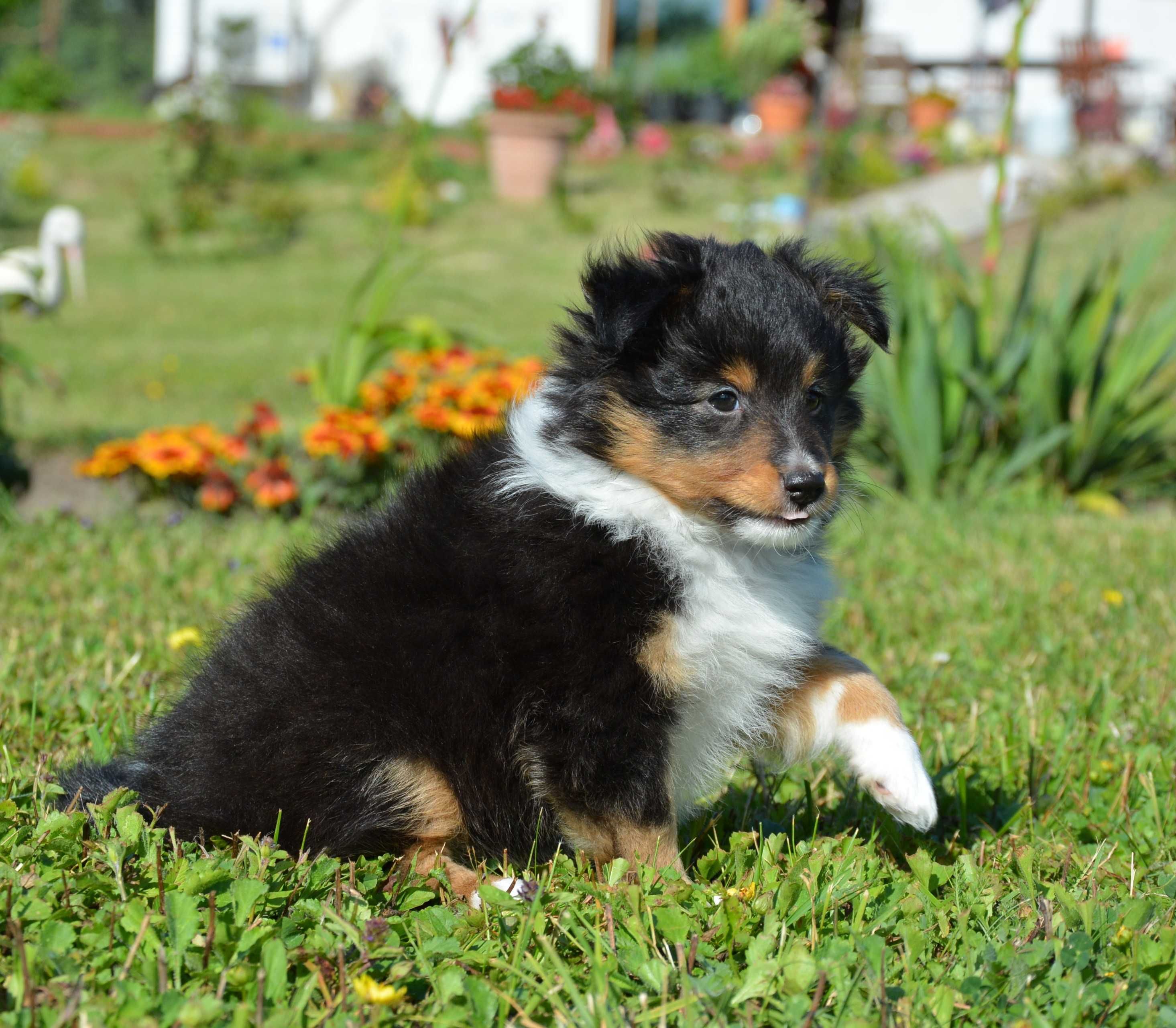 Owczarek Szetlandzki Sheltie Piesek trikolor ZKwP/FCI