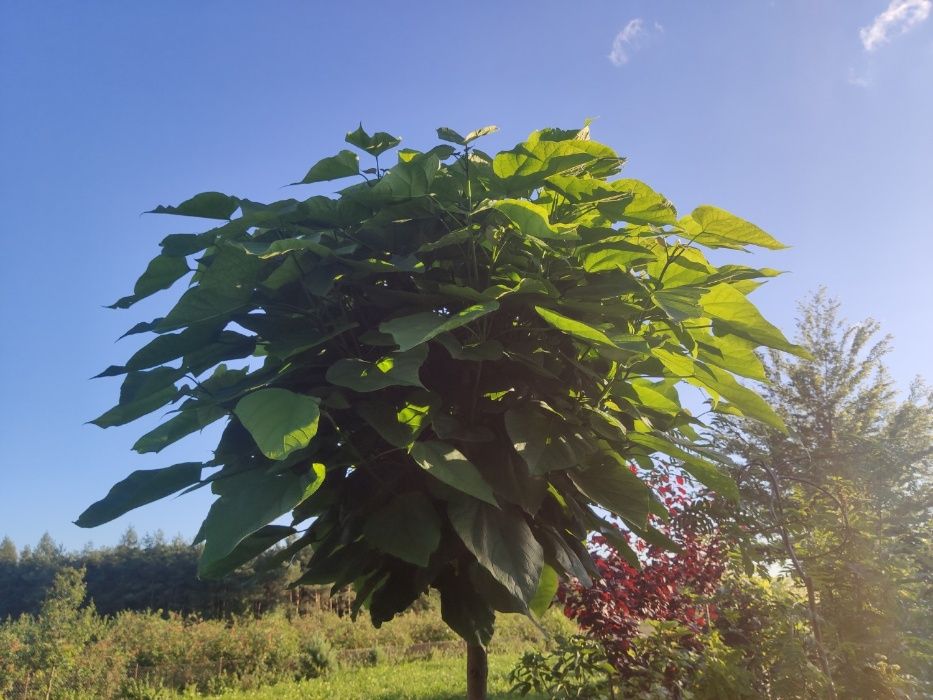 Surmia bignoniowa Nana Katalpa Catalpa 1,5m - 2,3m