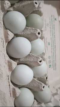 Інкубаційні яйця амераукана порода