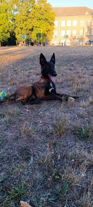 Продам красунчика малінуа КСУ