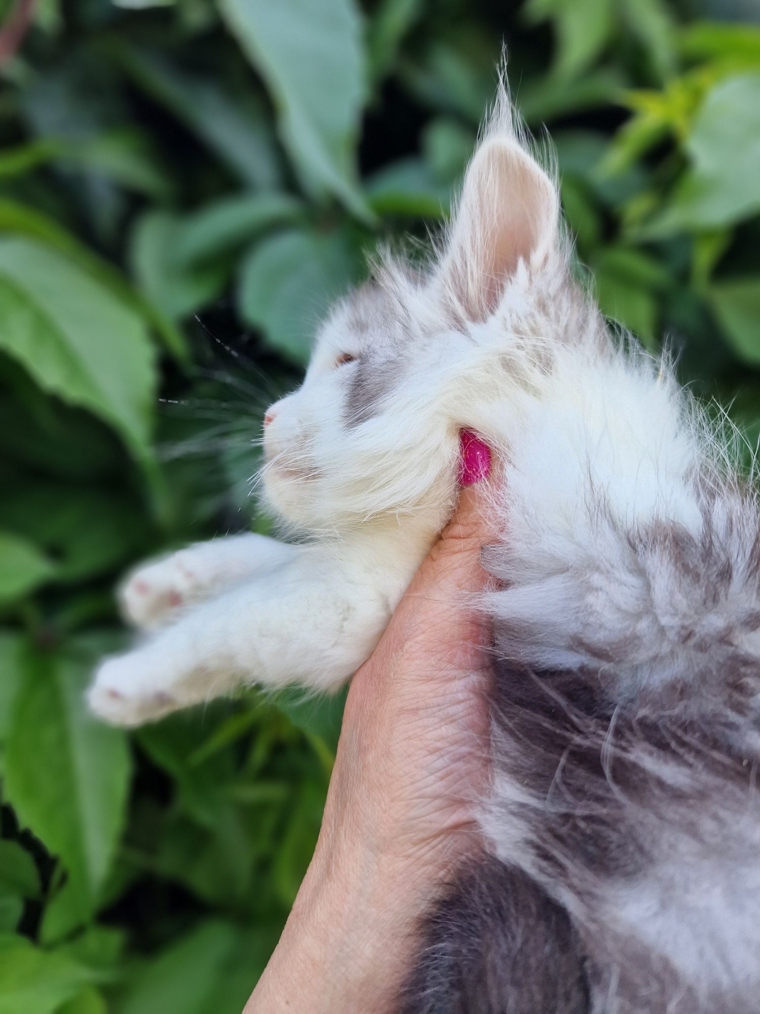 Maine coon kocur do hodowli kocurek kocieta