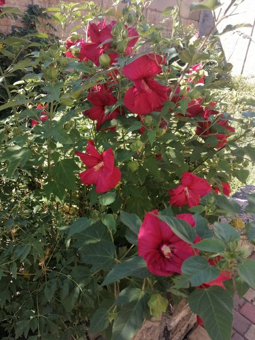 Гибискус многолетний  крупный цветок красный, белый