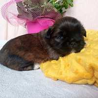 Shihtzu  uroczy piesek