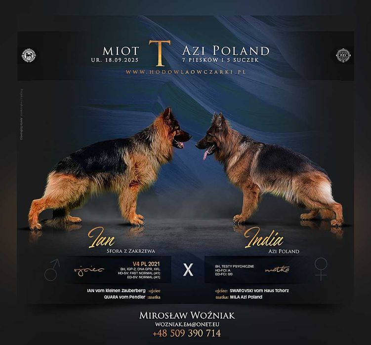 Owczarek Niemiecki Długowłosy RODOWÓD METRYKA ZKwP / FCI CHAMPION PL