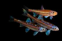 Notropis od Neon Zoo