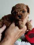 Pudel toy red XXS.  Badania genetyczne