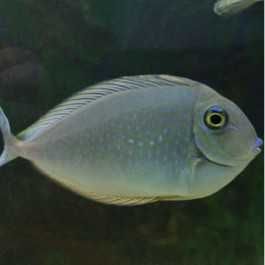 Akwarium morskie - Naso Brevirostris - BLUE UNICORN TANG