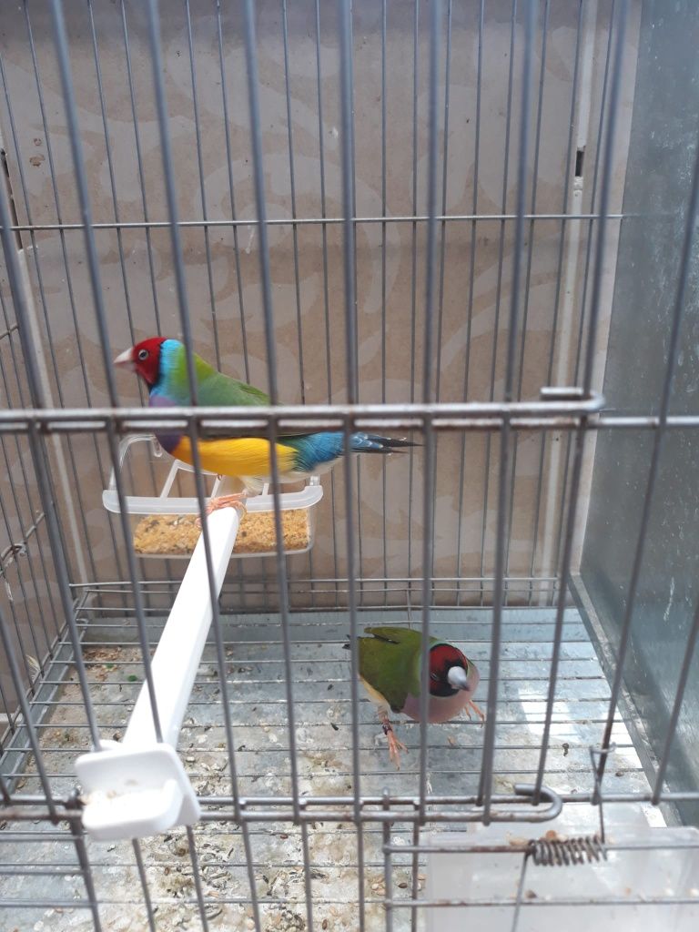 Cedo diamantes gould