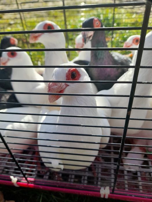 Gołębie indiany samce I samice