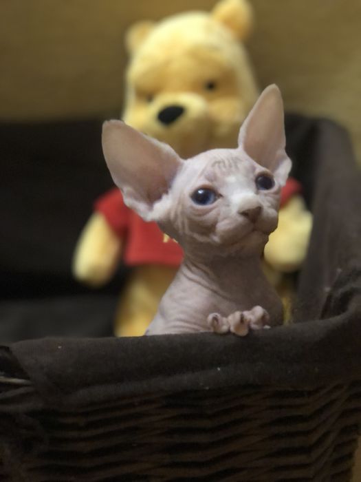 Канадський сфінкс w 61