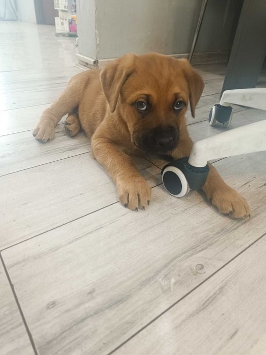 Szczeniak cane corso